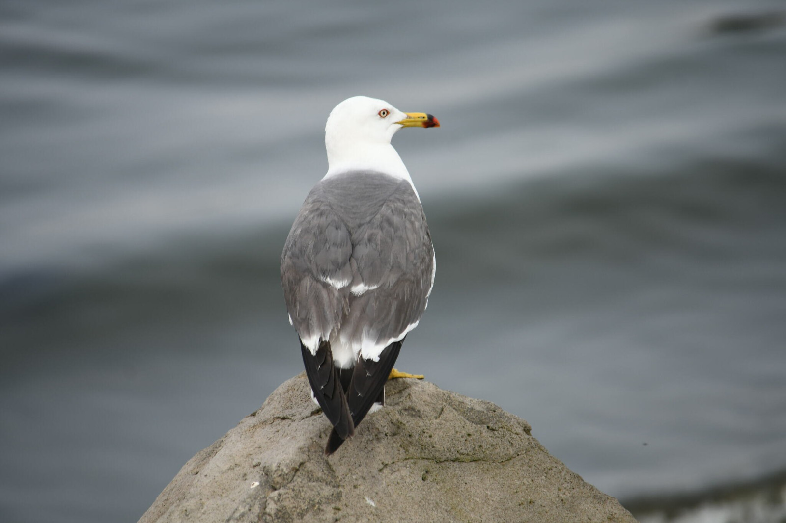 image Black-tailed Gull